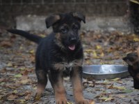 Secereli show line kan hattına sahip alman çoban köpeği
