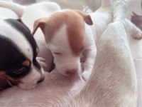 Jack Russell Kısa Bacak (üretici vs değilim)
