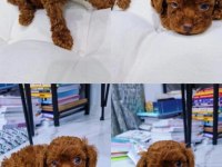 DARK BROWN TEACUP KORE POODLE BEBEKLER