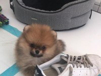 Ayı surat pomeranian