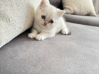 8 haftalık british shorthair dişi yavrumuz yuva arıyor