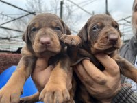 Heybetli Üst Kalite Doberman Yavrular
