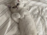 british shorthair mavi gözlü beyaz kedimizi sahiplendirme