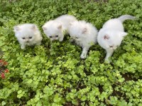 Safkan şecereli british shorthair yavrular evden
