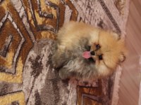 A KALİTE POMERANİAN YAVRULAR İÇİN ULAŞABİLİRSİNİZ