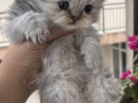 British longhair black golden dişi yavru