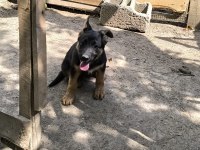 K9 65 günlük Dişi