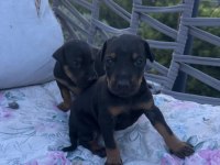 Safkan Doberman Köpeği Yavrular