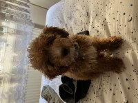 Toy poodle yavru