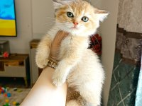 British shorthair yavrular teslime hazır