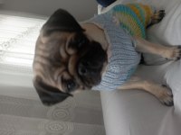 1.5 yaşında pug dişi
