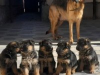 SAFKAN ALMAN KURDU IRK VE SAĞLIK GARANTİLİ