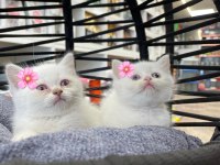 Dişi Beyaz British Shorthair