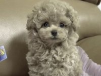 Toy Poodle Kore