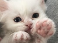 Chinchilla - Scottish Kırma 1 Aylık Bebekler