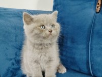 British Shorthair Yavrumuz