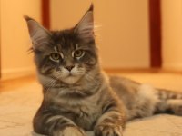 Vaşak değil safkan şecereli maine coon yavrular