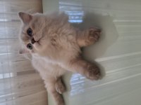 British longhair yavru