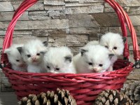 Arina s Ragnia nin Şecereli Şampiyon Ragdoll Bebekleri
