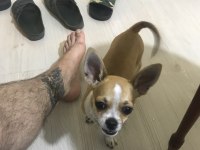 Yavrularımız doğdu ve çok sağlıklı chihuahua