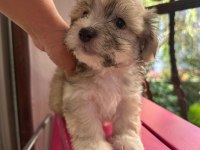 55 GÜNLÜK ORJINAL TERRIER YAVRULAR