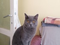 British shorthair orjinal