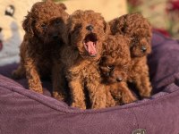 AŞILI ÇİŞ EĞİTİMLİ TOY POODLE 