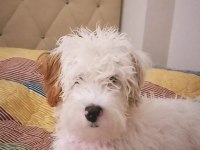 Maltipoo 9 aylık