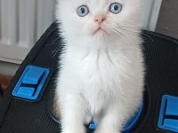 Küçük Minnak Kedilerim