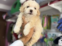 Türkiyenin en güzel maltipoo bebekleri core