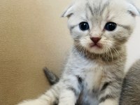 Scottish fold bebeklerim