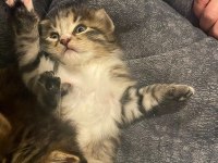 4 TANE YAVRU KEDİYE ACİL YUVA ARIYORUZ
