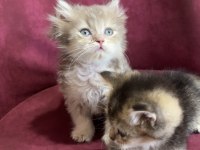MAVİ GÖZ EFSANE BRİTİSH BEBEKLER
