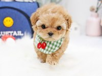 SAFKAN UST KALİTE MALTİPOO YAVRULARIM