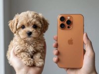 Türkiye’de Tek Teacup Kore Maltipoo Yavrular