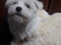 Maltese Terrier Adrese Teslim, Kapıda Ödeme Yapabilirsiniz