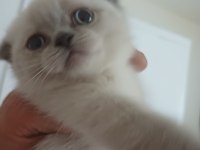Yeni Yuvasına Gitmeye Hazır Scottish Fold Yavrumuz