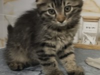 Minik scottish fold yavrularımıza yuva arıyoruz
