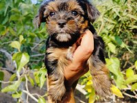 Teacup bardak boy yorkshire terrier yavruları
