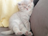 Safkan British Shorthair