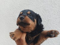 Rottweiler