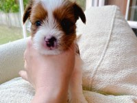 Petmode köpek çiftliğinde ziyarete açık morkie