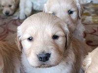 Bebek Yüz Golden Retriever Yavrular İçin Geç Kalmayın
