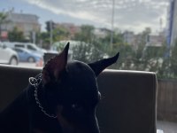 Sağlam Kan 3 Aylık Kulak Kuyruk Bitti Saf Doberman