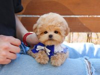 GERÇEK KORE ASILLI MALTIPOO BEBEKLERİMİZ