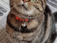 Scottish Straight Tabby