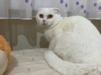 1 yaşında dişi Scottish fold