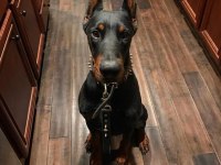 Asaletin adı doberman estetikli yavrular