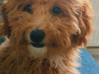 Yetişkin dişi maltipoo