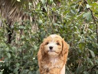 Sevimli maltipoo yavrumuz